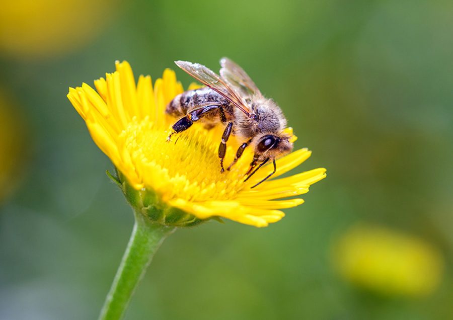 Nachhaltig verwurzelt, mit Werten gewachsen