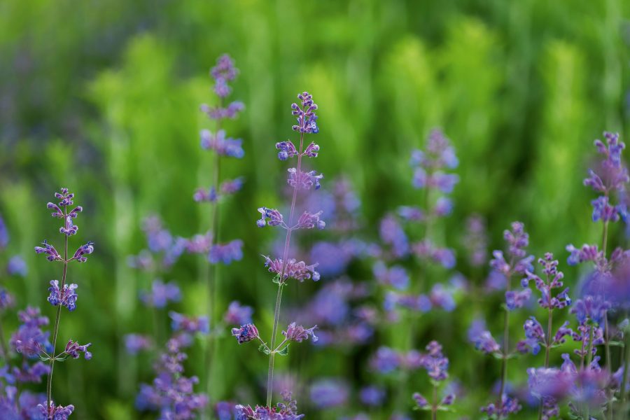 Blumenbörse Mörschwil