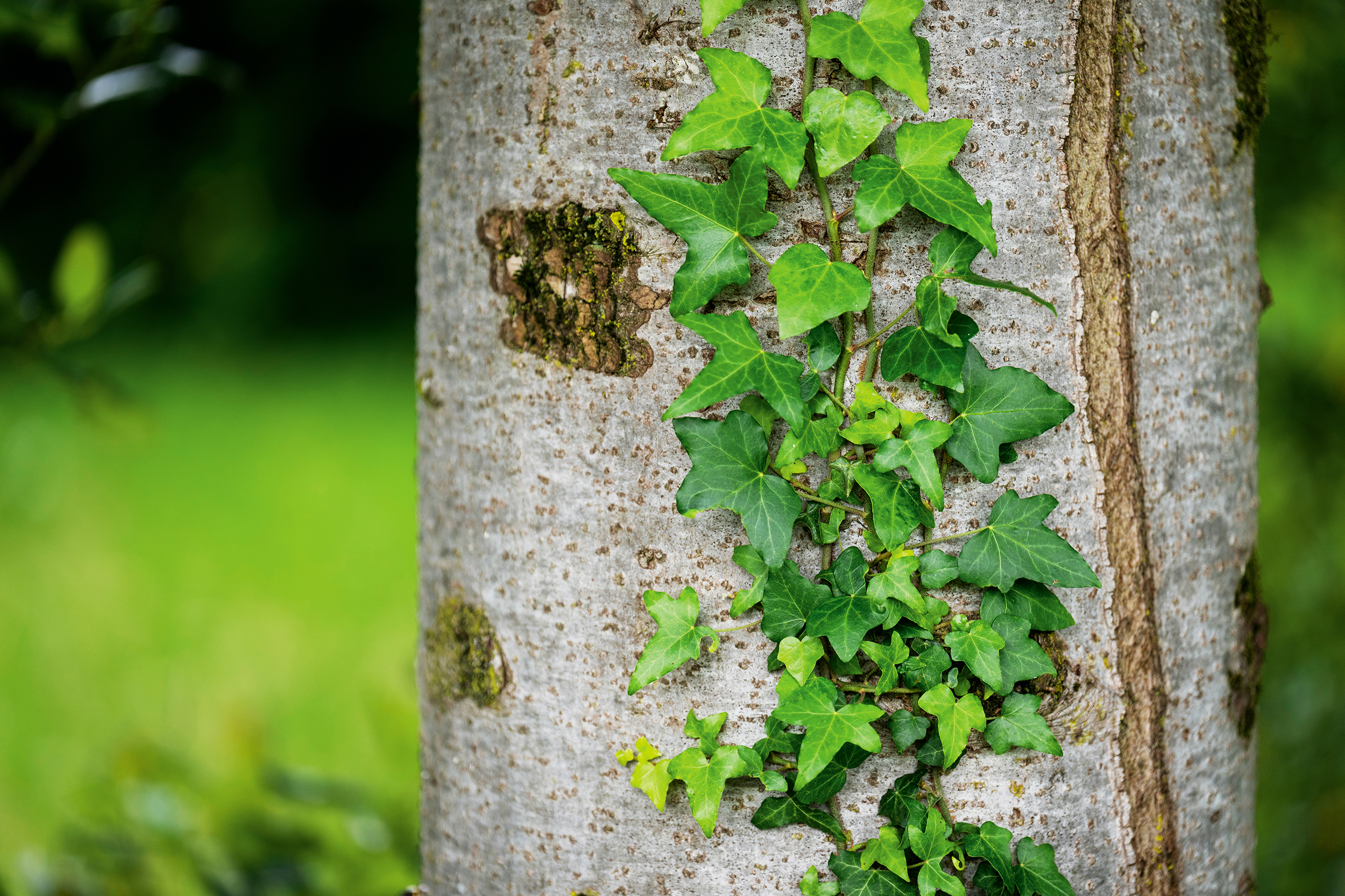 Der Efeu als Exempel