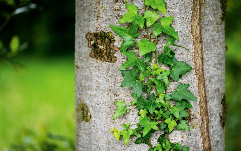 Herisau, Appenzell Ausserrhoden, Schweiz, 5. Juni 2024 - Waldburger Gartenbau, Mitarbeiter Portrait, Referenz Objekte.