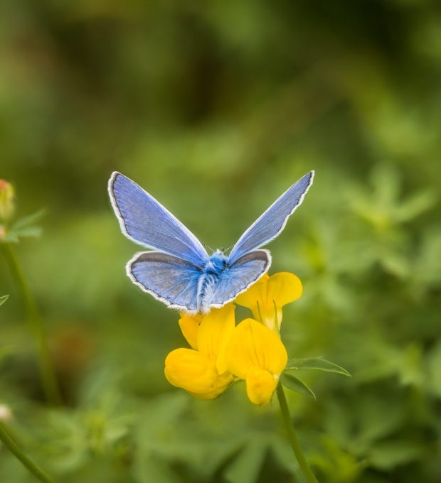View from behind of a butterfly (blue) sitting on a meadow on a flowering plant.